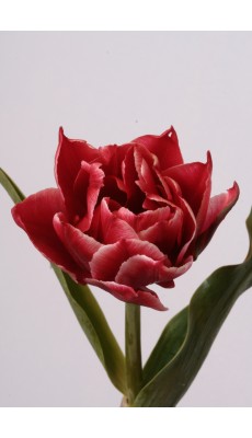 WILLEMSOORD